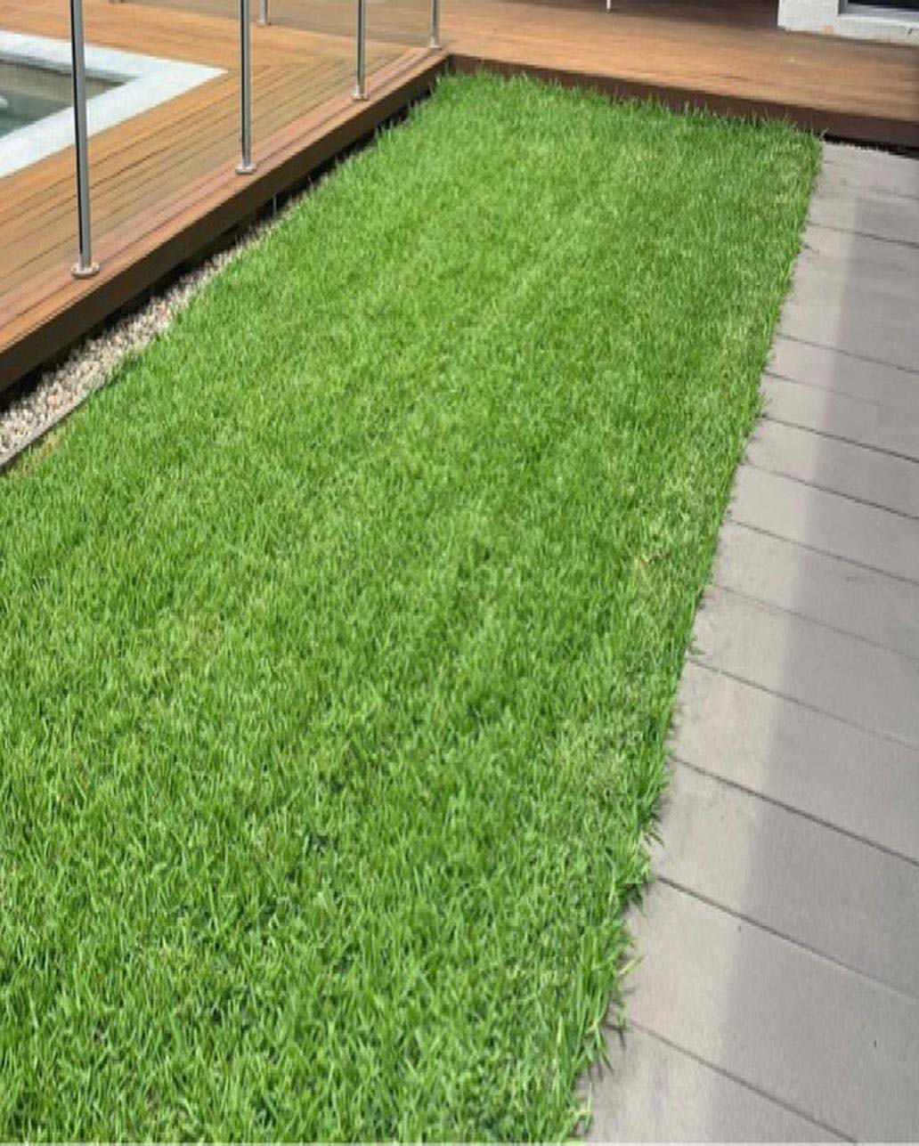 Strip of lawn between a timber deck and grey paving beside a glass pool fence