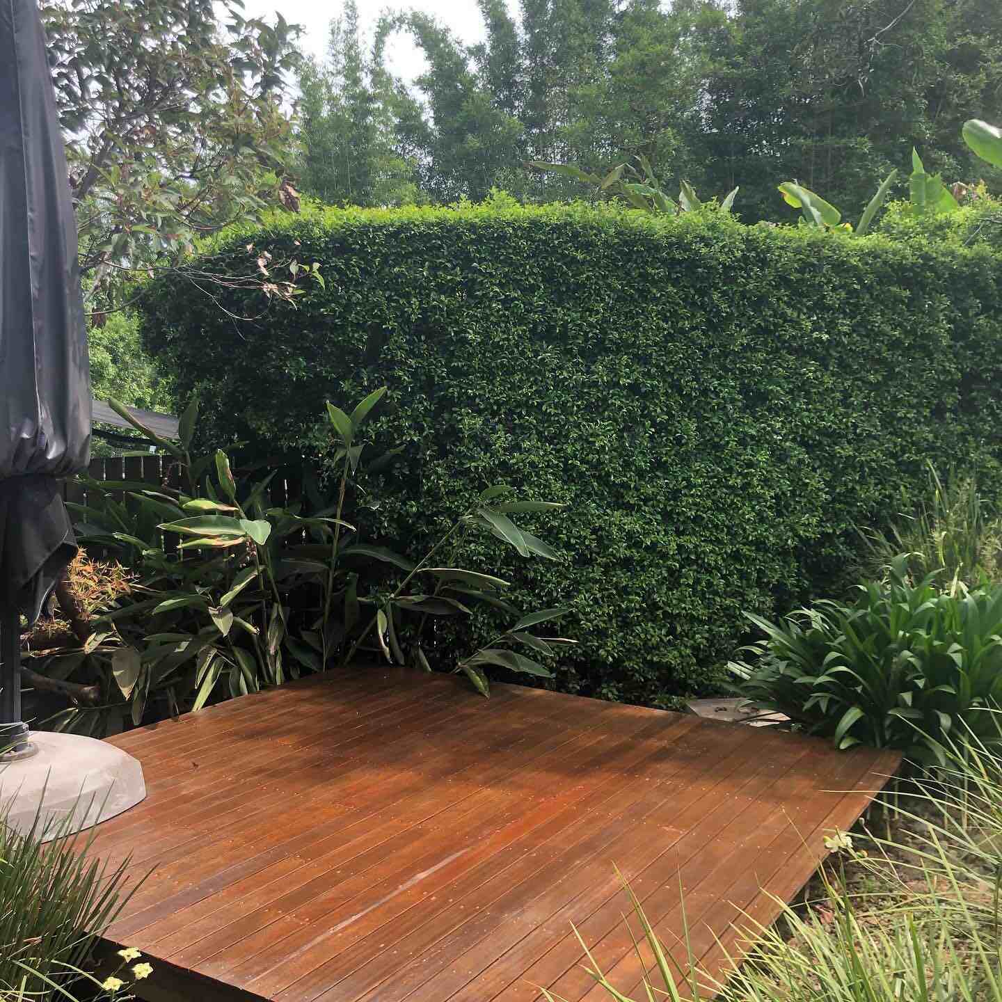 Small oiled timber deck platform in a garden beside a hedge
