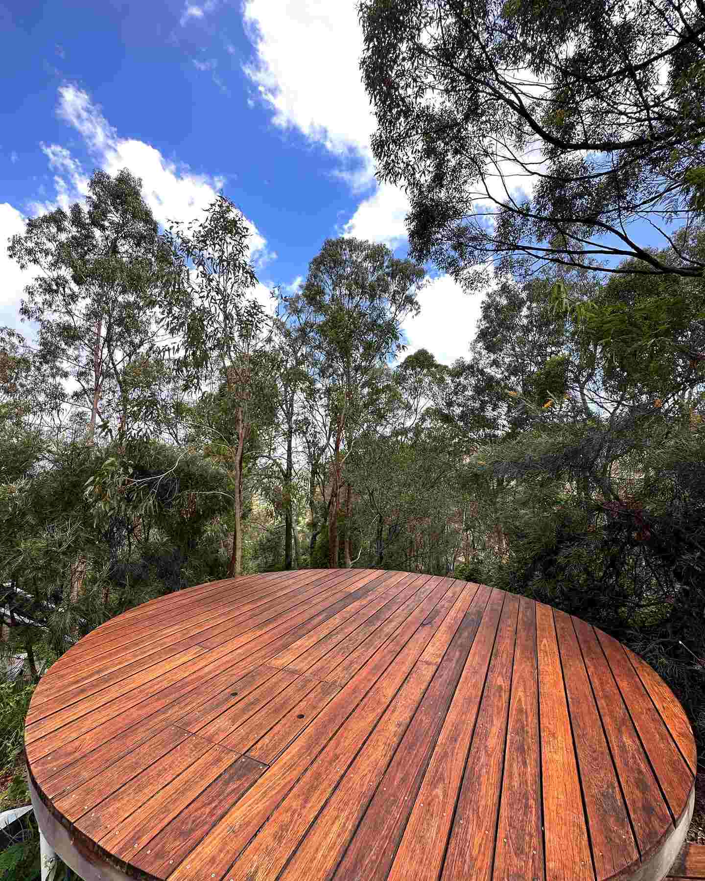 Round oiled timber deck among tall gum trees